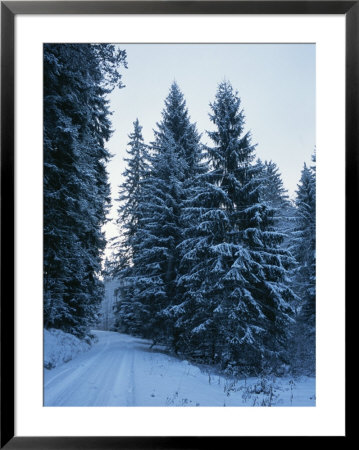 Snow Covered Road Winding Through The Black Forest by Taylor S. Kennedy Pricing Limited Edition Print image
