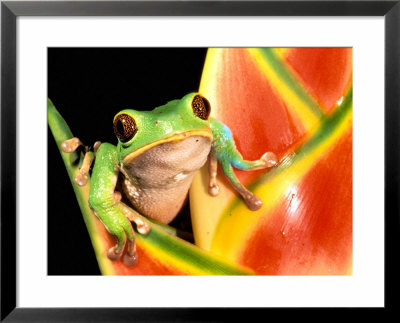 Tree Frog, Amazon, Ecuador by Pete Oxford Pricing Limited Edition Print image