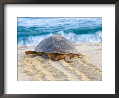 Loggerhead Turtle, Nagata, Kagoshima, Yakushima, Japan by Rob Tilley Pricing Limited Edition Print image