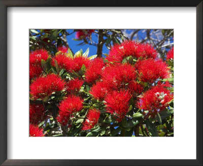 Pohutukawa Flowers, New Zealand by David Wall Pricing Limited Edition Print image