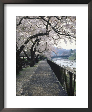 Cherry Blossoms, Sakura, Hakone, Japan by Chel Beeson Pricing Limited Edition Print image