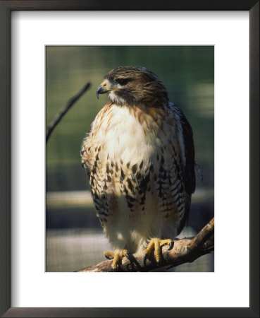 Red Tailed Hawk, New England, Ma by Ed Langan Pricing Limited Edition Print image