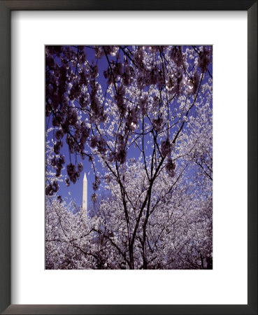Cherries Hang On A Stem by Nicole Duplaix Pricing Limited Edition Print image
