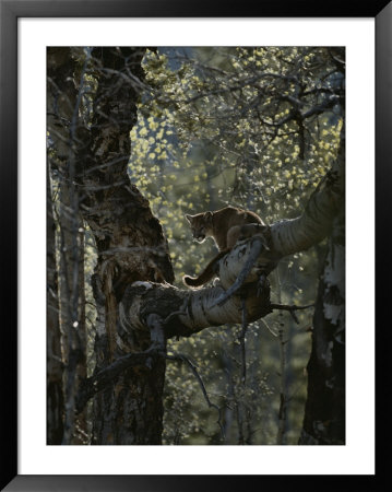 Mountain Lion Climbs Up Onto A Tree Limb by Jim And Jamie Dutcher Pricing Limited Edition Print image