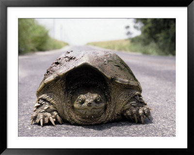 Alligator Snapping Turtle In The Road, Oklahoma by Allen Russell Pricing Limited Edition Print image