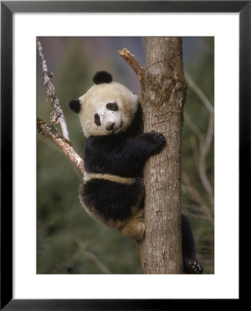 Giant Panda Cub, Wolong Panda Reserve, China by Ralph Reinhold Pricing Limited Edition Print image