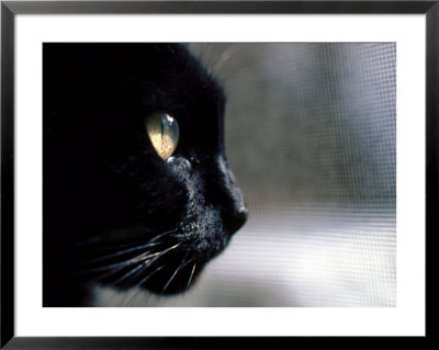 Black Cat Looking Out A Window by Robert Ginn Pricing Limited Edition Print image