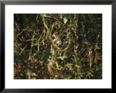A White-Tailed Deer Doe Peeking From A Briar Patch by Raymond Gehman Pricing Limited Edition Print image