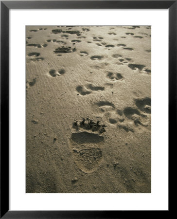 Grizzly Bear And Caribou Tracks, Firth River, Yukon Territory by Michael Melford Pricing Limited Edition Print image