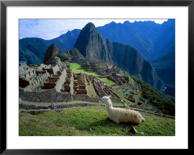 Llama Rests Overlooking Ruins Of Machu Picchu In The Andes Mountains, Peru by Jim Zuckerman Pricing Limited Edition Print image