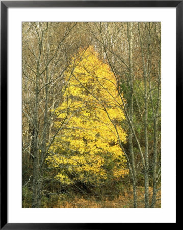Wild Pear Tree In Late Fall Colour, Nashville, Tn by Willard Clay Pricing Limited Edition Print image