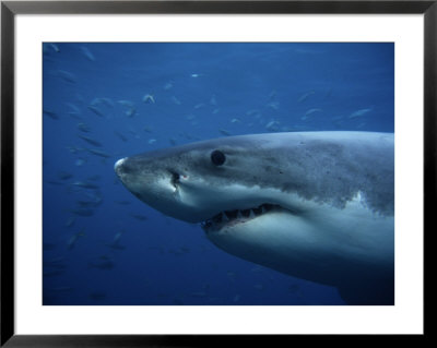 Great White Shark, Head, South Australia by Gerard Soury Pricing Limited Edition Print image