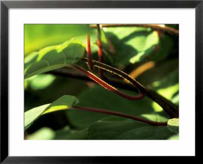 Actinidia With Low Autumn Light Shining Through Leaves, September by Fiona Mcleod Pricing Limited Edition Print image
