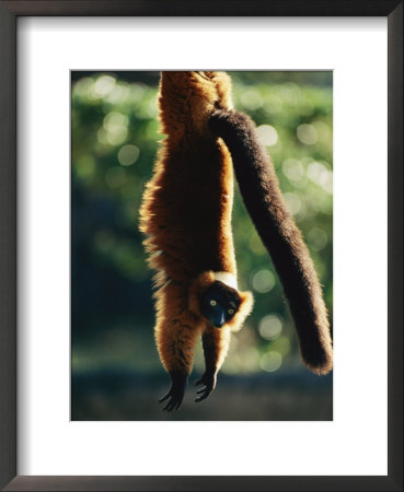 A Captive Red-Ruffed Lemur Hangs From A Tree by Roy Toft Pricing Limited Edition Print image