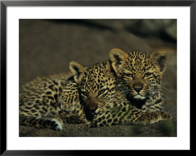 Two Sleepy Four-Month-Old Leopard Cubs Huddled Together by Kim Wolhuter Pricing Limited Edition Print image