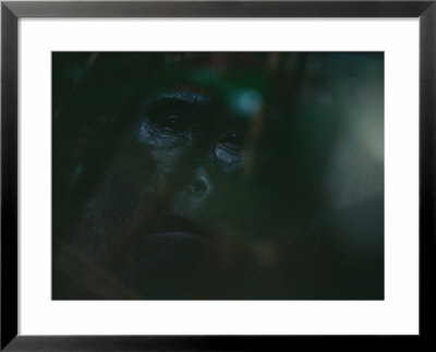 Ebobo, A Solitary Male Gorilla That J. Michael Fay First Befriended Seven Years Ago by Michael Nichols Pricing Limited Edition Print image