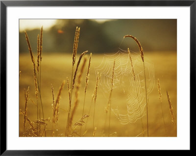 Early Morning Light Highlights Dew On A Spider Web by Stephen St. John Pricing Limited Edition Print image