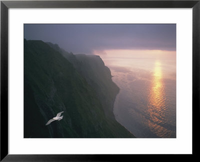A Gull Soars Above Coastal Cliffs In Alaska by Joel Sartore Pricing Limited Edition Print image