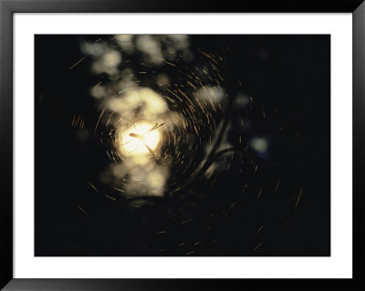 An Orb Weaving Spider Sits In The Middle Of Its Sunlit Web by Bill Curtsinger Pricing Limited Edition Print image