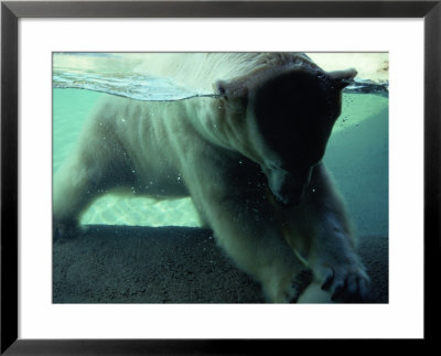 A Polar Bear Plays With A Ball Under The Water by Michael Nichols Pricing Limited Edition Print image