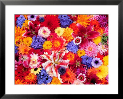 Dahlia, Oriental Lilies, Sunflower, Petunia, Zinnia, Hydrangea Bloom, Sammamish, Washington, Usa by Darrell Gulin Pricing Limited Edition Print image