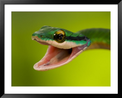 Satiny Parrot Snake (Leptophis Depressirostris) With Mouth Wide Open by Roy Toft Pricing Limited Edition Print image