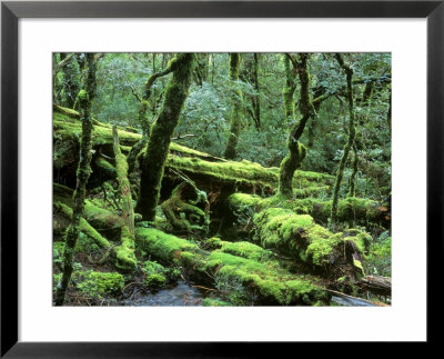 Cradle Mt. And Lake St. Clair National Park, Tasmania, Australia by Rob Tilley Pricing Limited Edition Print image
