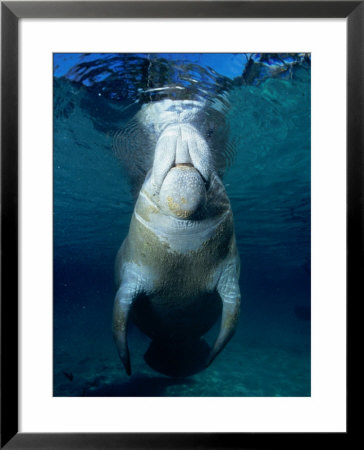 Manatee At Crystal Springs, Florida, Usa by Michael Aw Pricing Limited Edition Print image