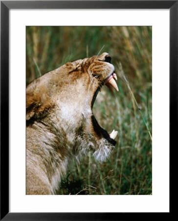 Lioness (Panthera Leo) Roaring In Ngorongoro Crater, Ngorongoro Conservation Area, Tanzania by David Wall Pricing Limited Edition Print image