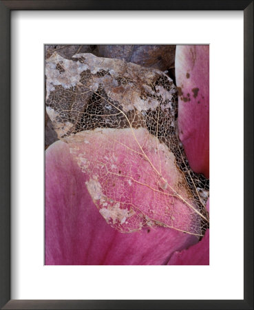 Dead Leaf, Seattle, Washington, Usa by William Sutton Pricing Limited Edition Print image