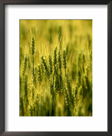 Wheat Crop In Palouse, Washington, Usa by Terry Eggers Pricing Limited Edition Print image