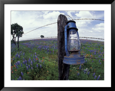 Blue Lantern, Oak Tree And Wildflowers, Llano, Texas, Usa by Darrell Gulin Pricing Limited Edition Print image