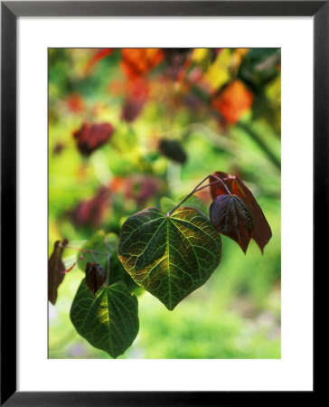 Cercis Canadensis (Eastern Redbush) Forest Pansy by Fiona Mcleod Pricing Limited Edition Print image