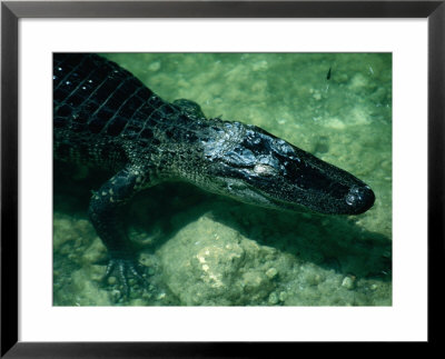 An American Alligator Smiling In The Water, Everglades National Park, Florida, Usa by Lawrence Worcester Pricing Limited Edition Print image