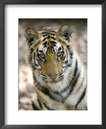 Bengal Tiger, Close-Up Portrait Of Female Tiger, Madhya Pradesh, India by Elliott Neep Pricing Limited Edition Print image