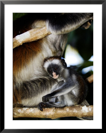 Kirks Red Colobus Monkeys, Adult And Infant On Branch In Tree, Zanzibar by Ariadne Van Zandbergen Pricing Limited Edition Print image