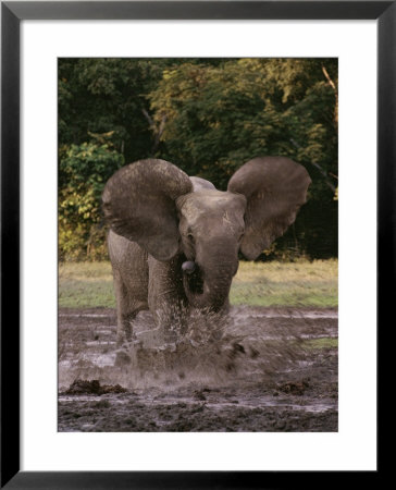 A Forest Elephant Runs Through Water by Michael Fay Pricing Limited Edition Print image