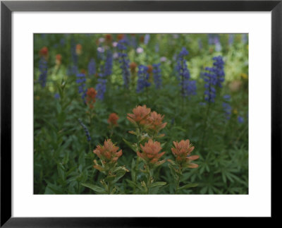 Indian Paintbrush And Purple Lupine Wildflowers, Wyoming by Raymond Gehman Pricing Limited Edition Print image