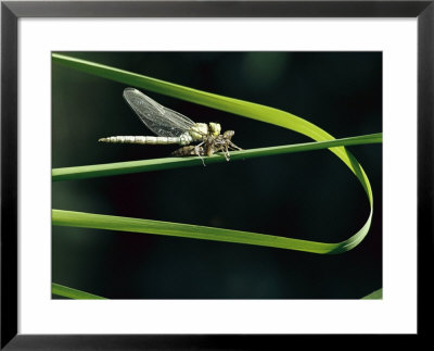 A Dragonfly Rests On A Blade Of Grass, Aeshna Species by Klaus Nigge Pricing Limited Edition Print image