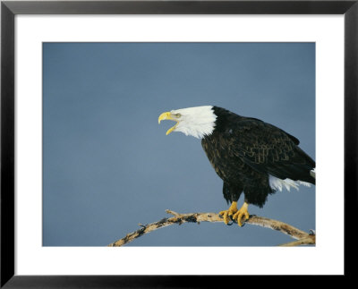 A Bald Eagle Vocalizing From A Treetop Perch by Klaus Nigge Pricing Limited Edition Print image