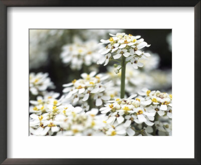 Iberis Gibraltarica (Candytuft), Close-Up Of White Flowers by Hemant Jariwala Pricing Limited Edition Print image