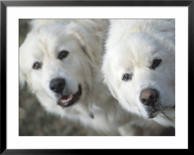 White Dogs by Fogstock Llc Pricing Limited Edition Print image