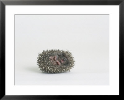 Hedgehog, Young by Les Stocker Pricing Limited Edition Print image