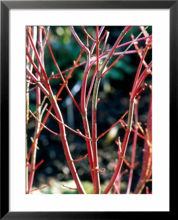 Japanese Maple by Mark Bolton Pricing Limited Edition Print image