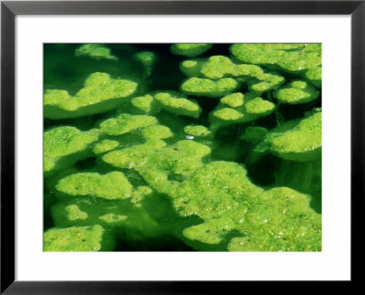 Green Algae In Freshwater Pond, Scotland by Iain Sarjeant Pricing Limited Edition Print image