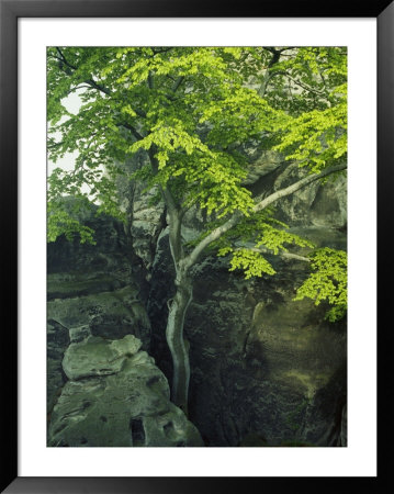 Tree Growing Out Of Sandstone Rock by Norbert Rosing Pricing Limited Edition Print image