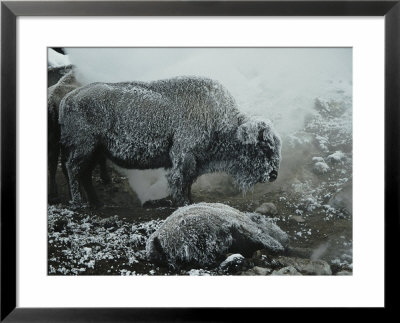 Shaggy With Rime, An American Bison Warms Himself At A Fumarole by Michael S. Quinton Pricing Limited Edition Print image