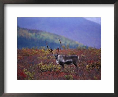 A Portrait Of A Barren-Ground Caribou by Paul Nicklen Pricing Limited Edition Print image