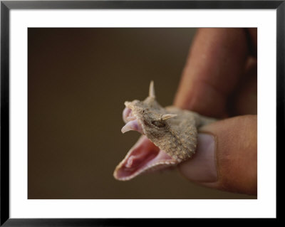 Horned Desert Viper, Fangs Bared, Held Between Two Fingers Of A Hand by Kenneth Garrett Pricing Limited Edition Print image