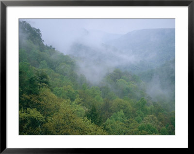 Fog Drifts Across A Cove In Tennessee by Stephen Alvarez Pricing Limited Edition Print image